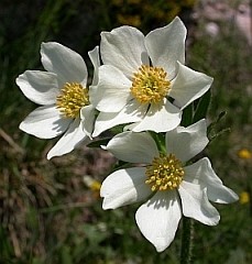 Narcissus-flowered Anemone - Anemone narcissiflora © John Muddeman